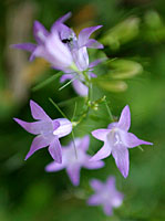 Colli Euganei: la flora